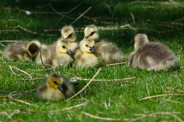 Bedårande liten gässlingar vilar i det gröna gräset — Stockfoto