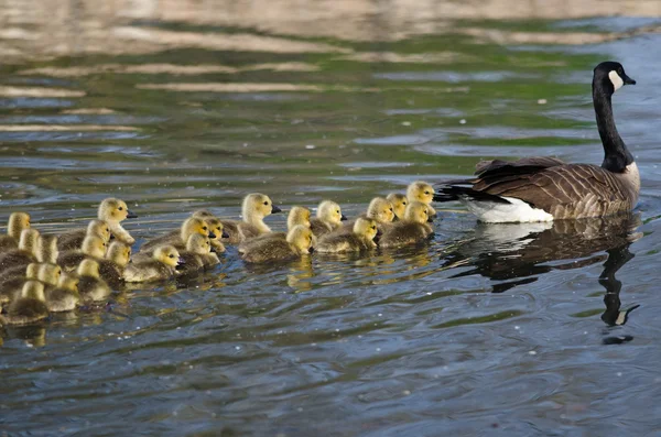 Bedårande liten gässlingar simma med mamma — Stockfoto