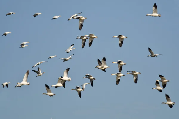 Стая снежных гусей, летящих в голубом небе — стоковое фото