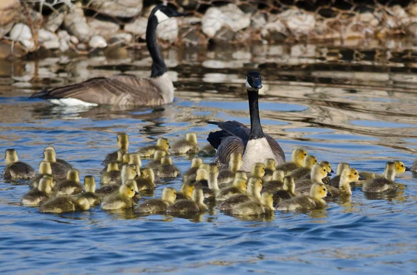 Adorable Little Goslings Swimming with Mom — Stock Photo, Image