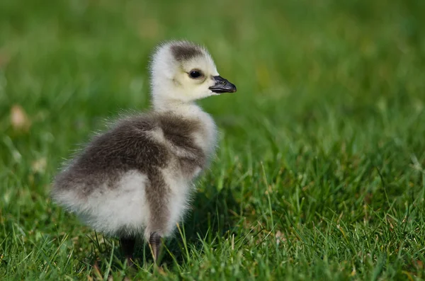 Imádnivaló kis gosling élelmet a zöld fűben — Stock Fotó