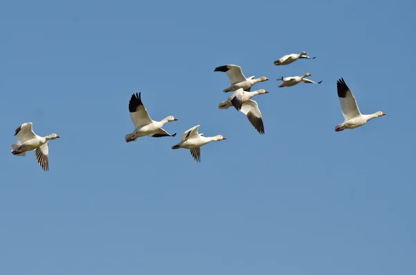 Bandada de gansos de nieve volando en un cielo azul —  Fotos de Stock