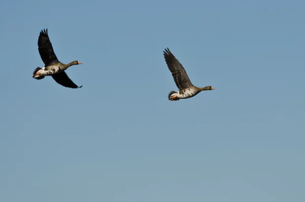 Dos gansos de fachada blanca volando en un cielo azul —  Fotos de Stock