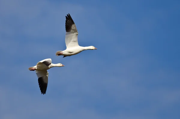 Два снежных гуся летят в голубом небе — стоковое фото