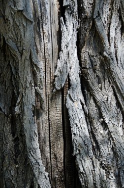 Doğa Özet: Ağaç kabuğu arka plan dokulu