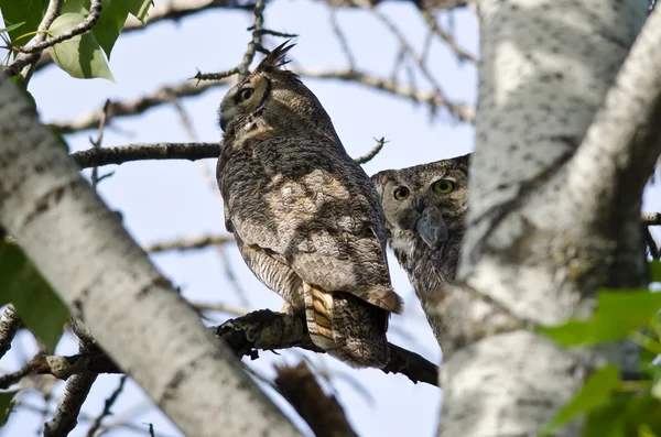 Great Horned Owl att göra ögonkontakt när du håller ner fångas gnagare — Stockfoto