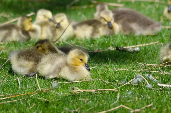 Bedårande liten Gosling vilar i det gröna gräset — Stockfoto