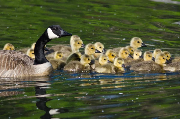 Adorable Little Goslings Swimming with Mom — Stock Photo, Image