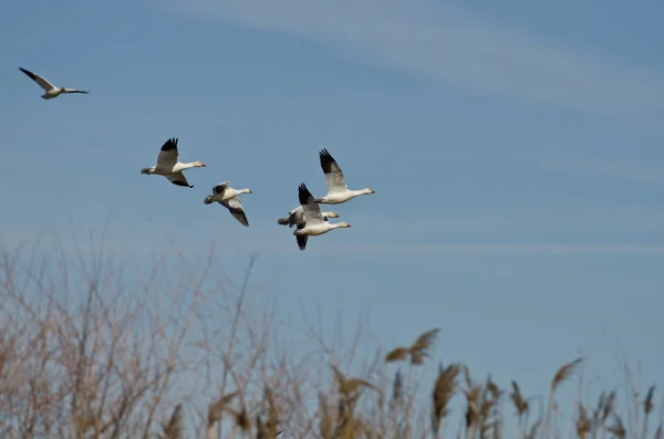 Flock of Snow Geese Flying Over the Marsh — Stock Photo, Image