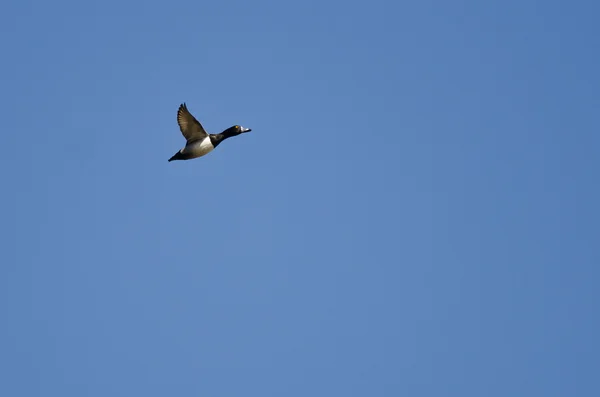 Masculino anel de pescoço pato voando em um azul céu — Fotografia de Stock