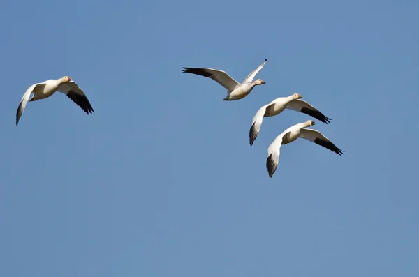 Four Snow Geese Flying in a Blue Sky — Stock Photo, Image