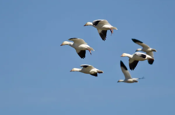 Vier Schneegänse fliegen in einen blauen Himmel — Stockfoto