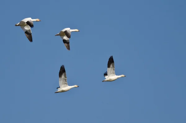 Four Snow Geese Flying in a Blue Sky — Stock Photo, Image