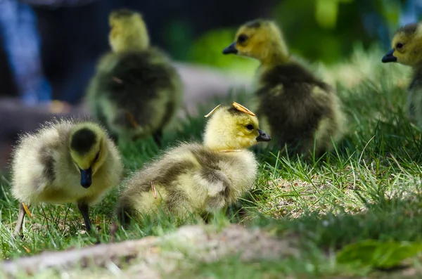 Noworodka Gosling w kapeluszu, igły sosny — Zdjęcie stockowe