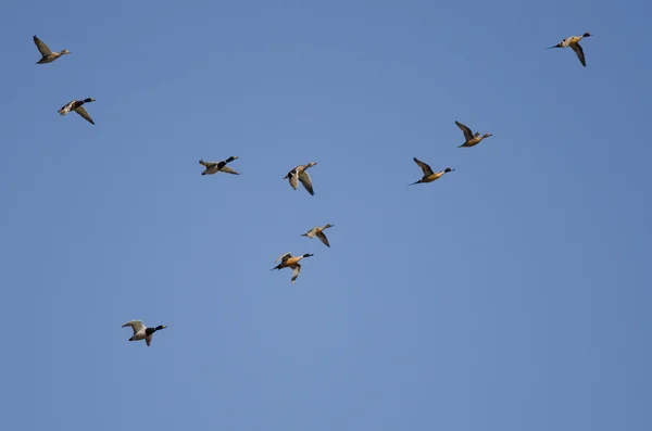 Kawanan bebek terbang dalam langit biru. — Stok Foto
