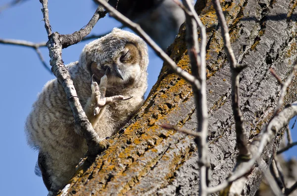 Junge Eule kratzt sich mit ihrem Talon am Auge, während sie in einem Baum hockt — Stockfoto