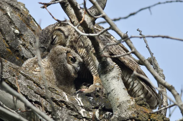 Young Owlet Being Groomed by Mom — Stock Photo, Image