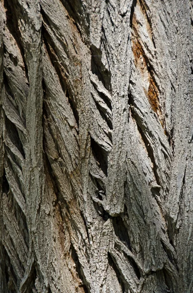 Natureza abstrato: árvore texturizada casca fundo — Fotografia de Stock