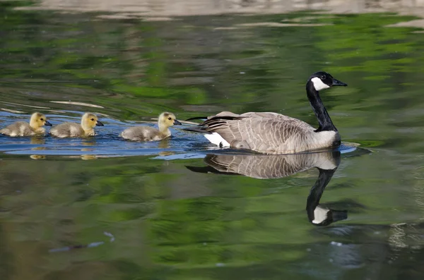 Adorable Little Goslings Swimming with Mom — Stock Photo, Image