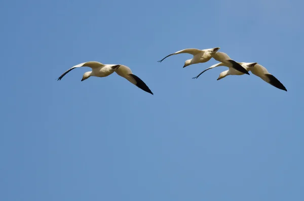 Three Snow Geese Flying in a Blue Sky — Stock Photo, Image