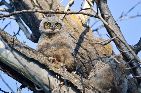 Cute Young Owlet Perched in a Tree — Stock Photo, Image