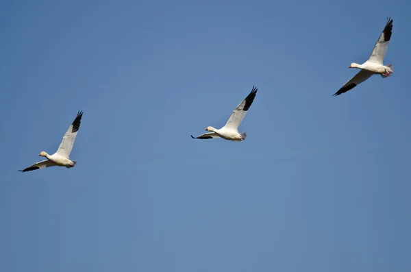 Trois Oies des neiges volant dans un ciel bleu — Photo