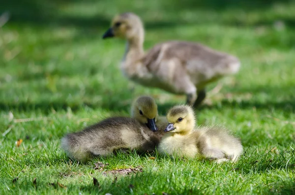 Dos adorables goslings descansando en la hierba verde — Foto de Stock