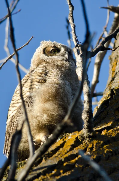 Young Owlet Scanning Across the Tree Tops — Stock Photo, Image