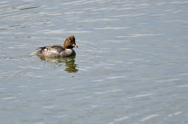 Donna Comune Goldeneye Nuoto nel lago — Foto Stock