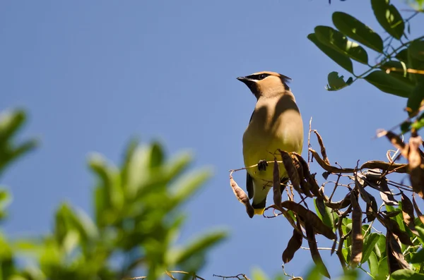 Cedar Waxwing Looking Out Over The Tree Tops — Stock Photo, Image