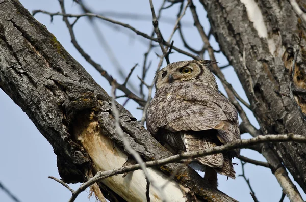 Great Horned Owl Scanning över trädtopparna — Stockfoto