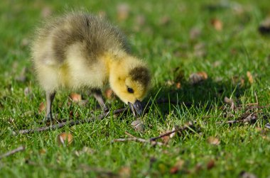 sevimli küçük gosling yeşil çim gıda arıyorsunuz