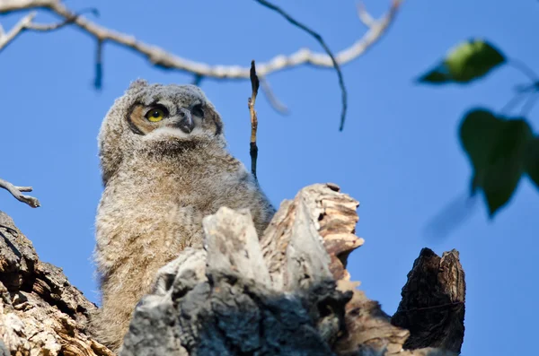 Búho joven alto en su nido mirando a través de las copas de los árboles — Foto de Stock