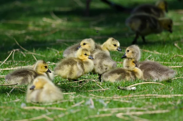 緑の芝生で休んで愛らしい小さな他の-家禽 — ストック写真