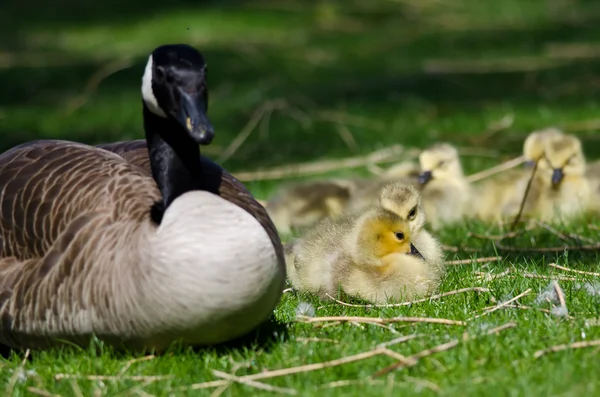 Adorable Little Goslings Resting Beside Mom in the Green Grass — Stock Photo, Image