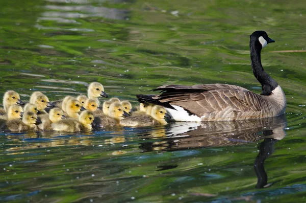 Bedårande liten gässlingar simma med mamma — Stockfoto