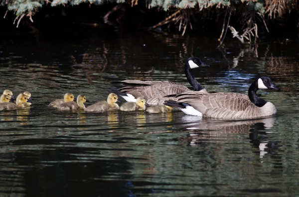 Adorable Little Goslings Swimming with Mom — Stock Photo, Image