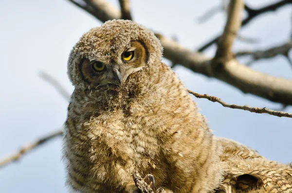 Genç owlet yuva doğrudan göz teması yapma — Stok fotoğraf