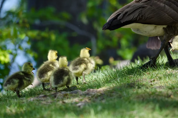 Newborn Goslings Following After Mom — Stock Photo, Image