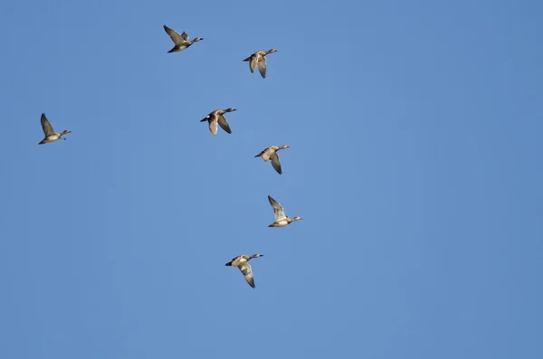 Troupeau de canards volant dans un ciel bleu — Photo