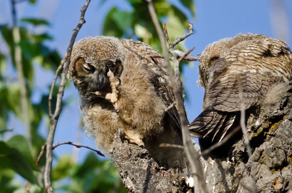 Junge Eule kratzt sich mit scharfer Kralle am Auge — Stockfoto