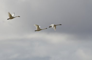 Three Tundra Swans Flying in a Cloudy Sky