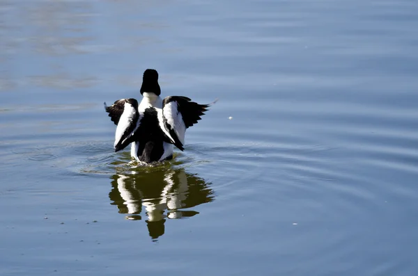 Common Goldeneye on the Lake with Outstretched Wings — Stock Photo, Image