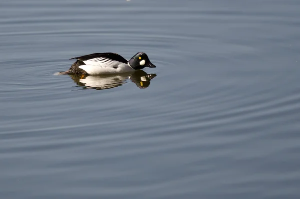 Férfi közös Goldeneye úszás a tóban — Stock Fotó