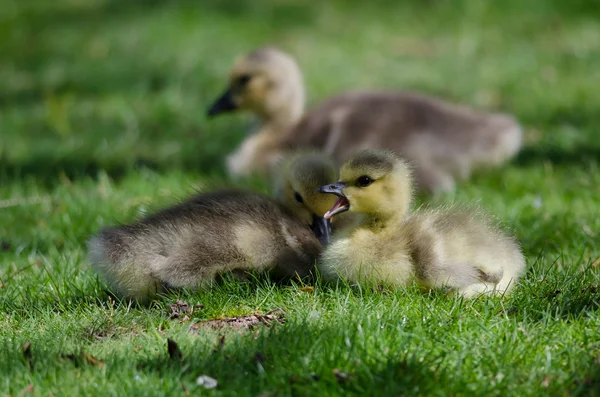 2 つ愛らしい小さな他の-家禽緑の芝生で休んで — ストック写真