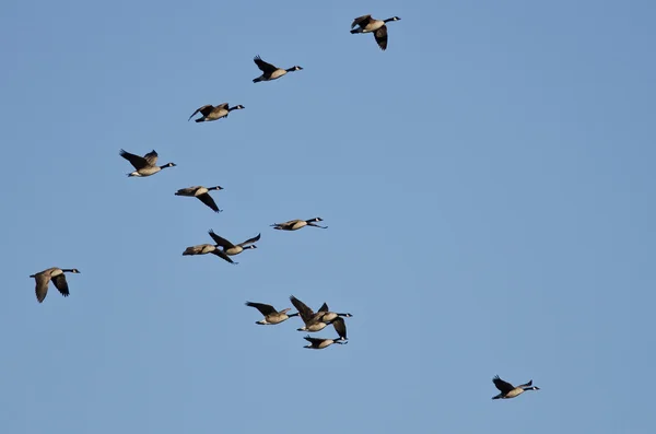 Gregge di oche canadesi che volano in un cielo blu — Foto Stock