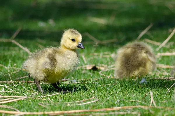 Bedårande liten gosling letar mat i det gröna gräset — Stockfoto