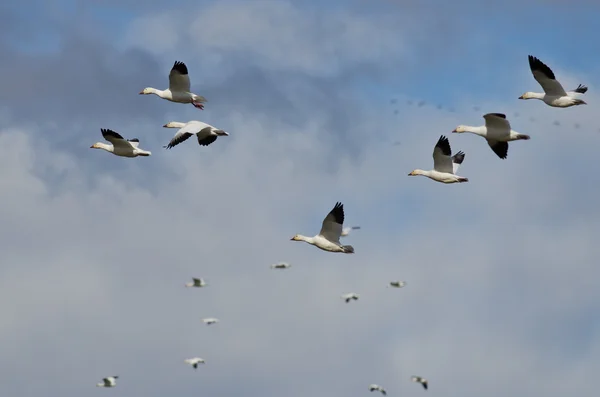 Bandada de gansos de nieve volando en un cielo nublado —  Fotos de Stock