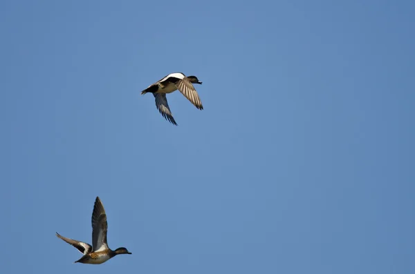 Dvojice amerických Wigeons v modré obloze — Stock fotografie