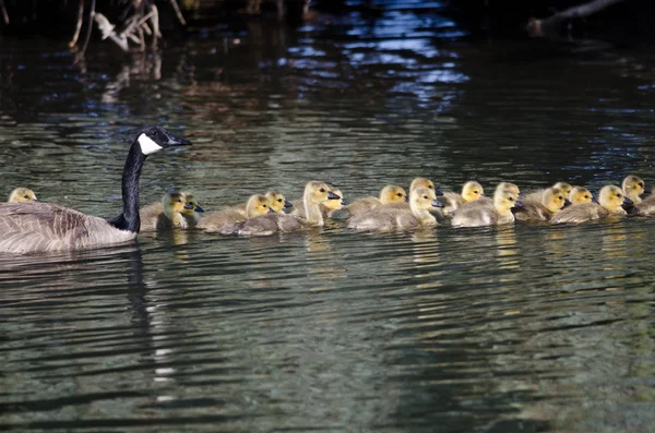 Adorable Little Goslings Swimming with Mom — Stock Photo, Image